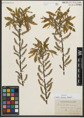 Foto von Salix sericea Marshall